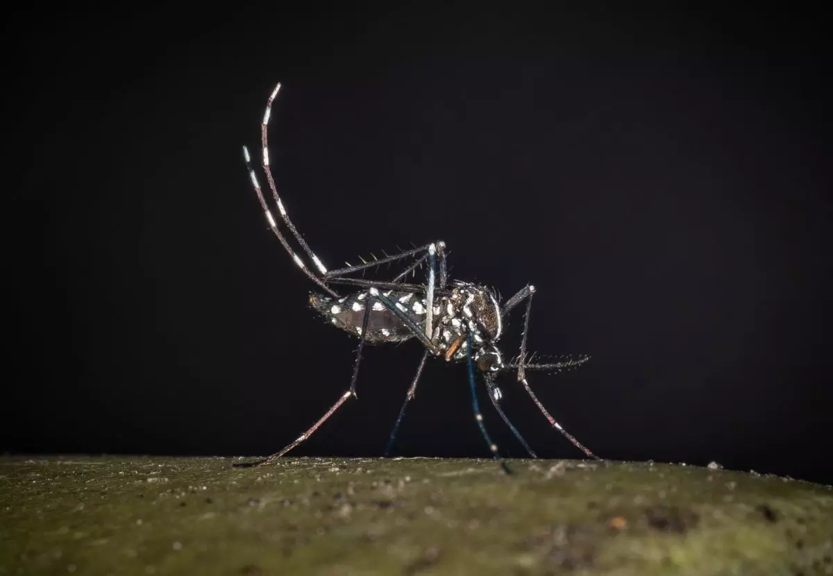 West Nile, al 23 luglio 32 casi di cui 21 in provincia di Latina West Nile, al 23 luglio 32 casi di cui 21 in provincia di Latina