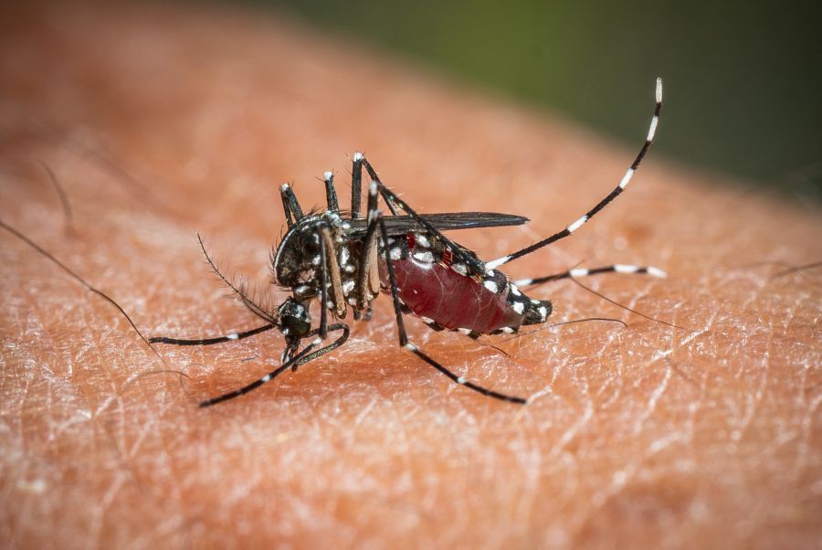 West Nile, da inizio anno 173 casi e 11 decessi in Italia West Nile, da inizio anno 173 casi e 11 decessi in Italia