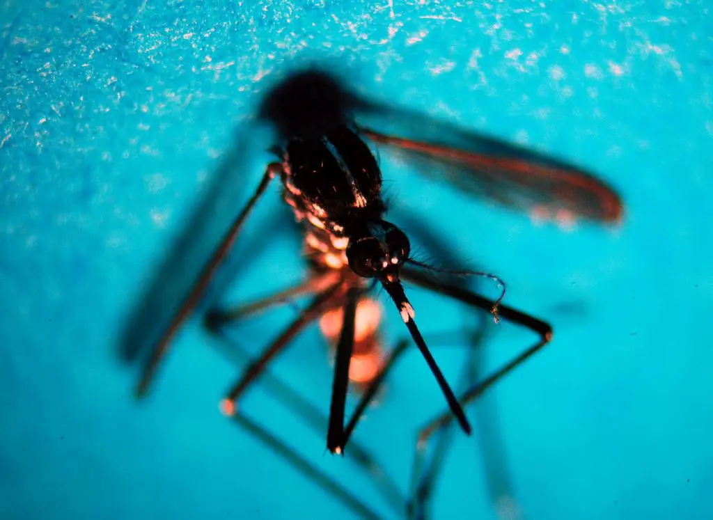 Da inizio anno in Italia 647 casi di infezione da West Nile, 47 decessi Da inizio anno in Italia 647 casi di infezione da West Nile, 47 decessi