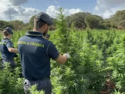 Scoperta nel Sassarese maxi piantagione di marijuana da 4.600 piante