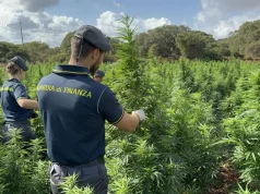 Scoperta nel Sassarese maxi piantagione di marijuana da 4.600 piante