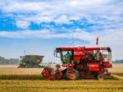 Cina, per la prima volta il raccolto di cereali estivi supera 150 mln tonnellate