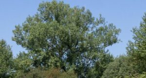 Via D’Amelio, Mattarella “Restano intatti i nostri sentimenti di solidarietà”