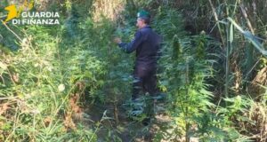 Catanzaro, scoperte due piantagioni di Canapa Indiana lungo il fiume Corace