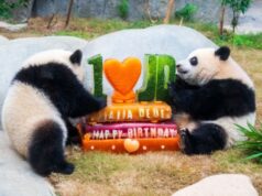 L’Ocean Park di Hong Kong celebra i 50 anni con nuove strutture e iniziative